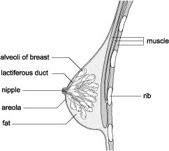 breast-cancer-awareness-padhamhealthnews