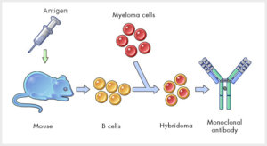 monoclonal antibodies for cancer therapy