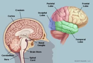 human brain 