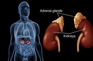 thyroid gland testing 