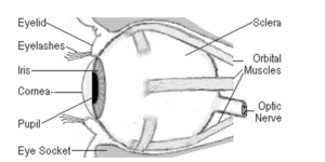 conjunctivitis